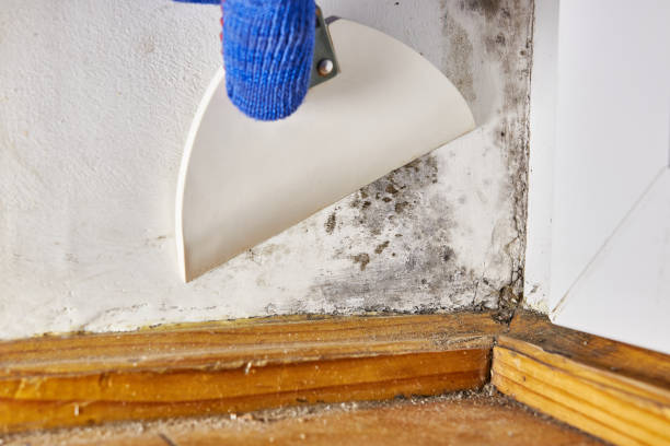Best Emergency Mold Remediation  in Heritage Village, CT